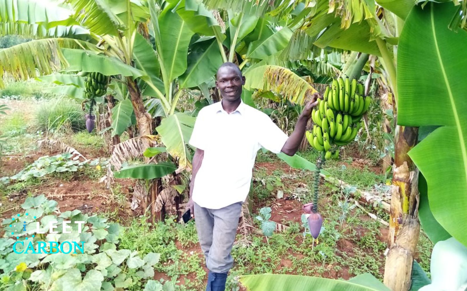 Agroforestry - Kenya (Nyanza)