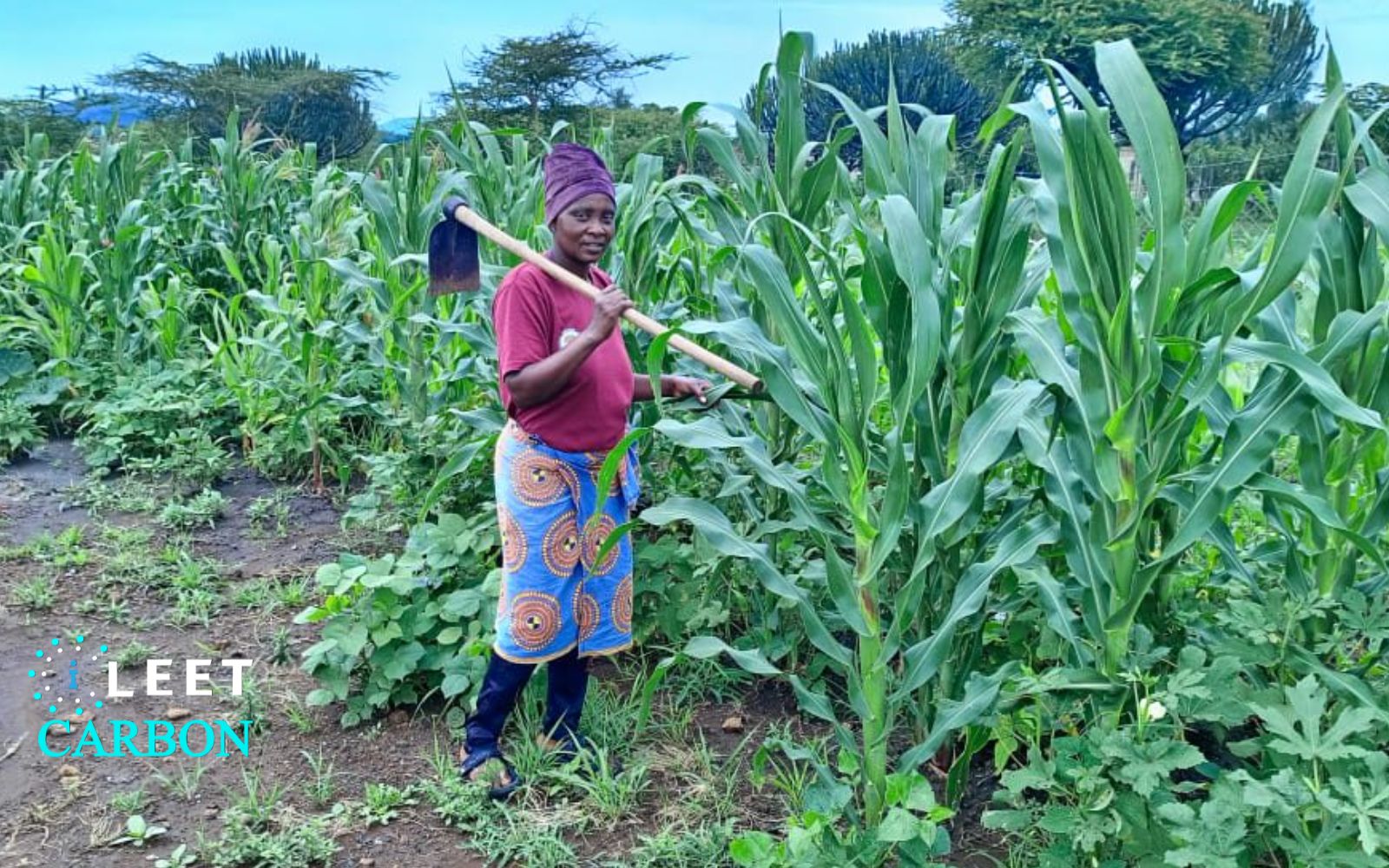 Agroforestry - Tanzania (Arusha)