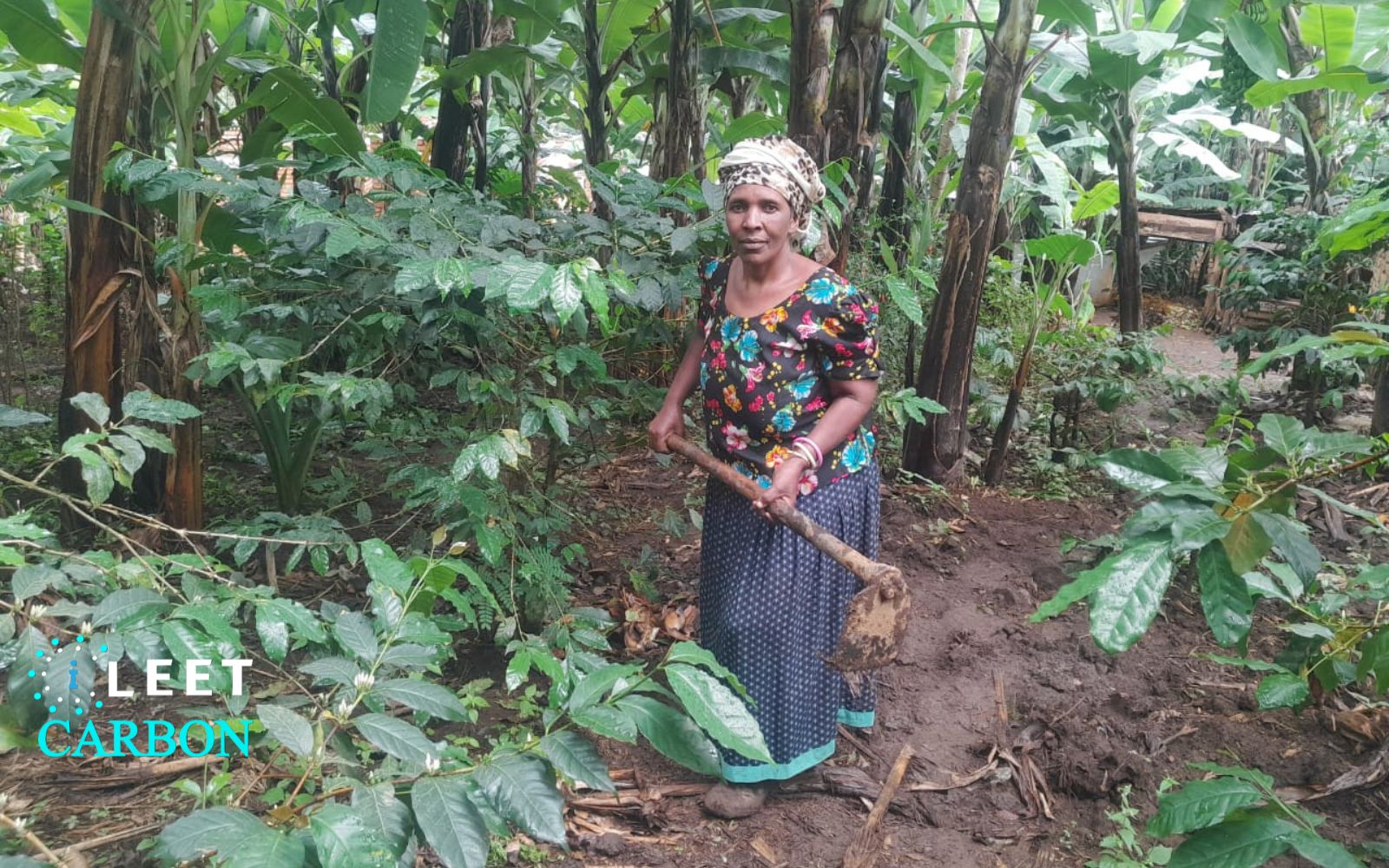 Agroforestry - Tanzania (Tanga)