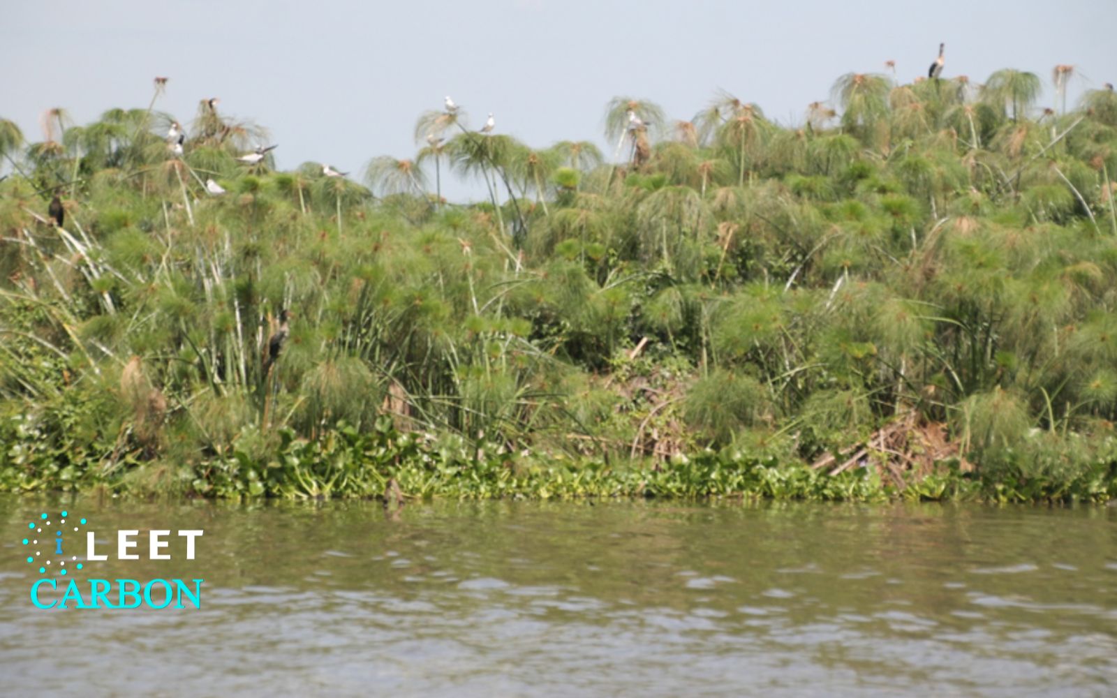 Wetland Protection - Tanzania (Mara)