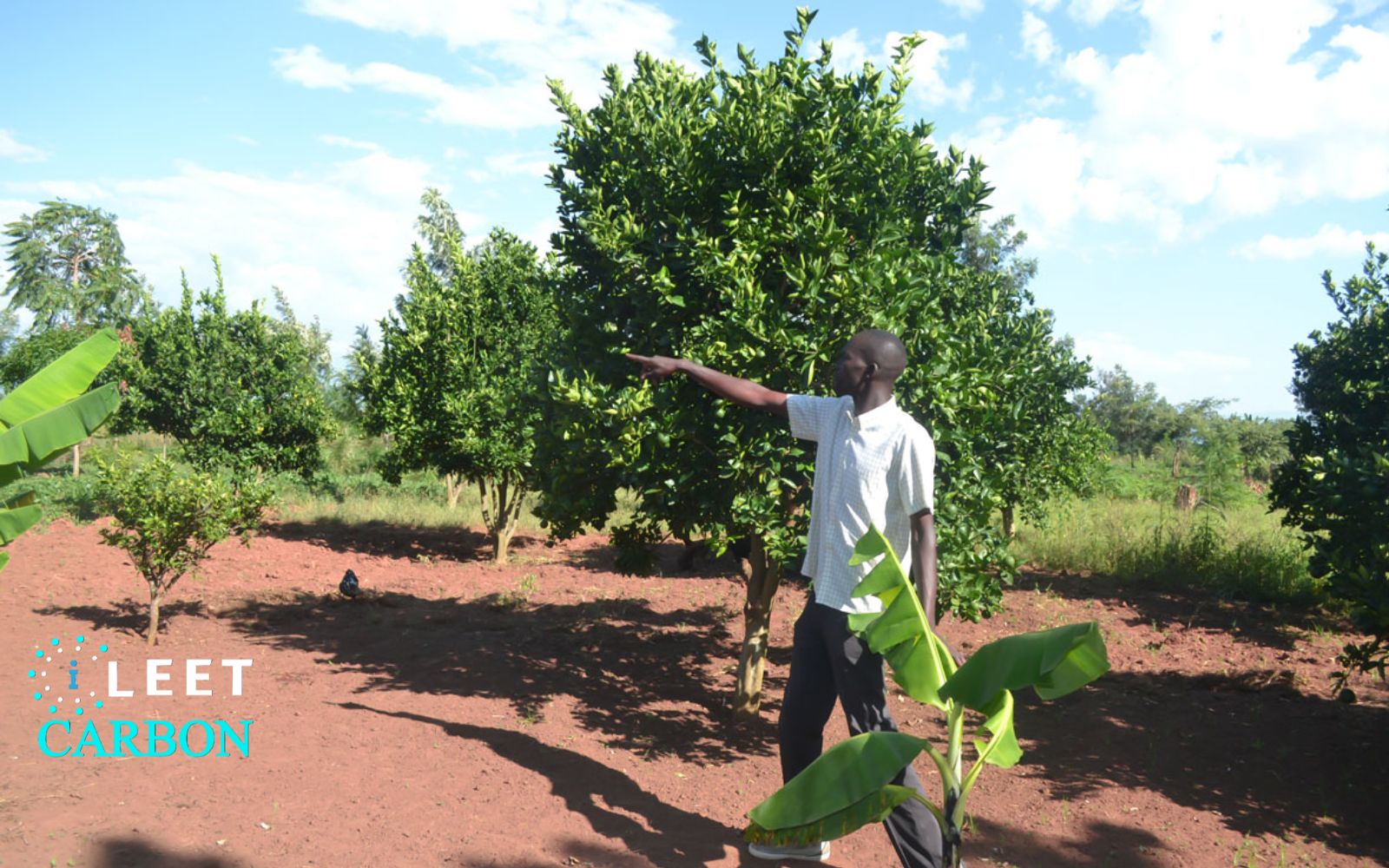 Agroforestry - Uganda (Alebtong)