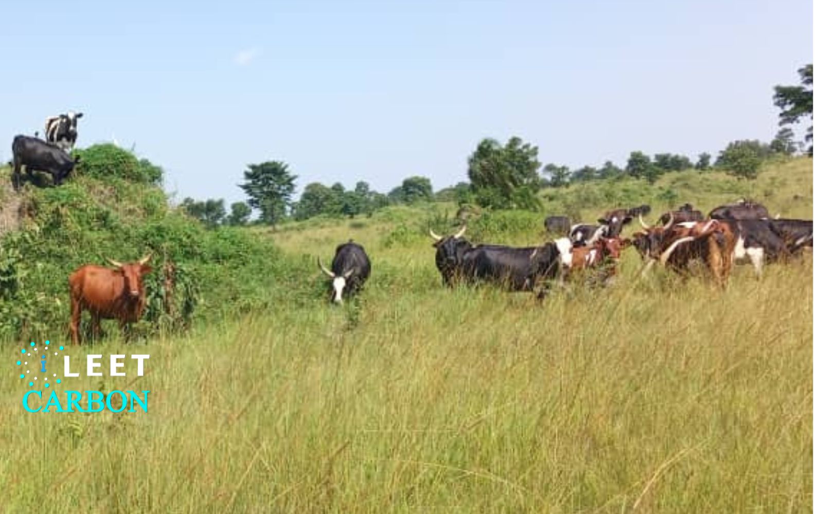 Grassland Restoration - Uganda (Mawogola)